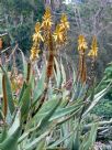 Aloe cryptopoda