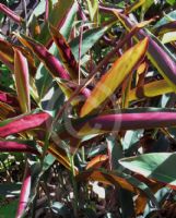 Alpinia caerulea Atherton form