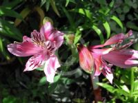 Alstroemeria ligtu