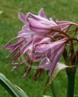 Amarcrinum memoria-corsii