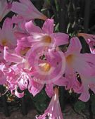 Amaryllis belladonna