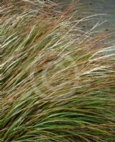 Agrostis lessoniana