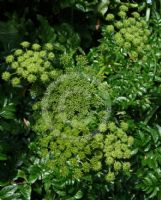 Angelica archangelica