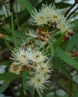 Angophora bakeri