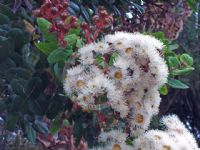 Angophora hispida