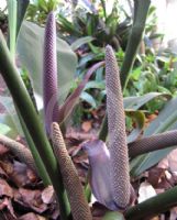 Anthurium coriaceum