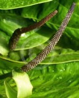 Anthurium hookeri