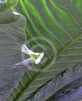 Anthurium salvinii