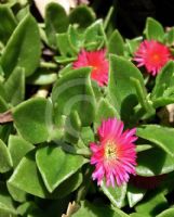 Mesembryanthemum cordifolium