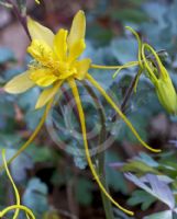 Aquilegia longissima