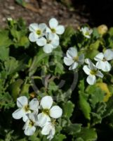 Arabis caucasica