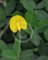 Arachis pintoi