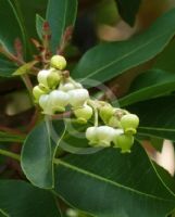 Arbutus xalapensis