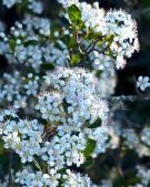 Aronia melanocarpa