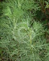 Artemisia absinthium