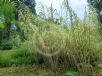 Arundo donax versicolor