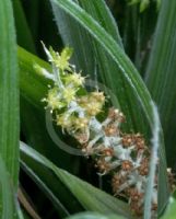 Astelia banksii