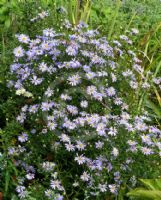 Symphyotrichum ericoides