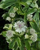 Astrantia major Sunningdale Variegated