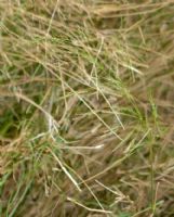 Austrostipa ramosissima