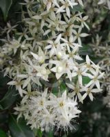 Backhousia myrtifolia