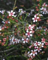 Baeckea brevifolia