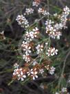 Baeckea brevifolia