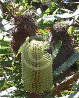 Banksia aemula