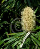 Banksia aquilonia