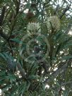 Banksia aquilonia