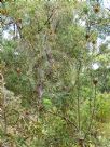 Banksia baxteri