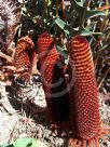 Banksia blechnifolia