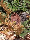 Banksia blechnifolia