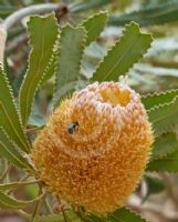 Banksia burdettii