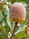 Banksia burdettii