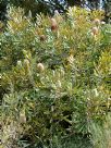 Banksia burdettii