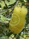 Banksia caleyi