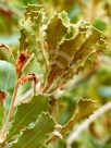 Banksia caleyi