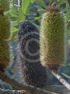 Banksia penicillata