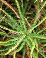 Banksia dryandroides