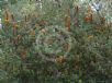 Banksia ericifolia