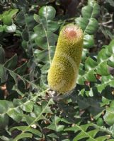 Banksia grandis