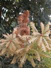 Banksia grandis