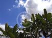 Banksia grandis