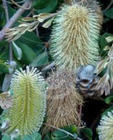 Banksia integrifolia Roller Coaster