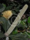 Banksia integrifolia integrifolia