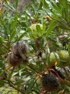 Banksia laevigata