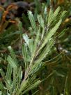 Banksia laevigata