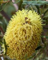 Banksia lindleyana