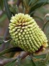 Banksia lindleyana